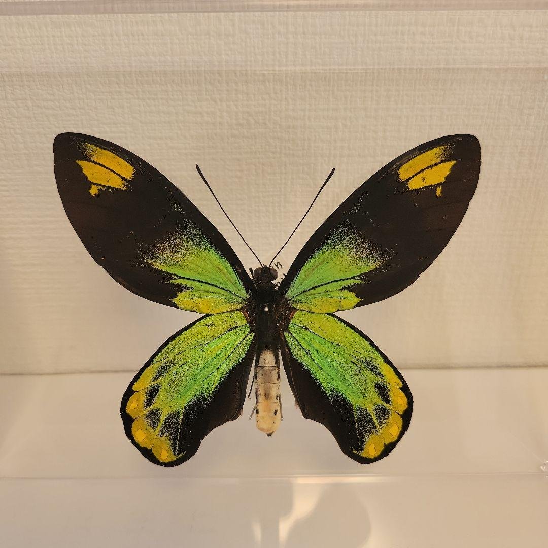 蝶の標本　トリバネチョウの世界(珍珍)