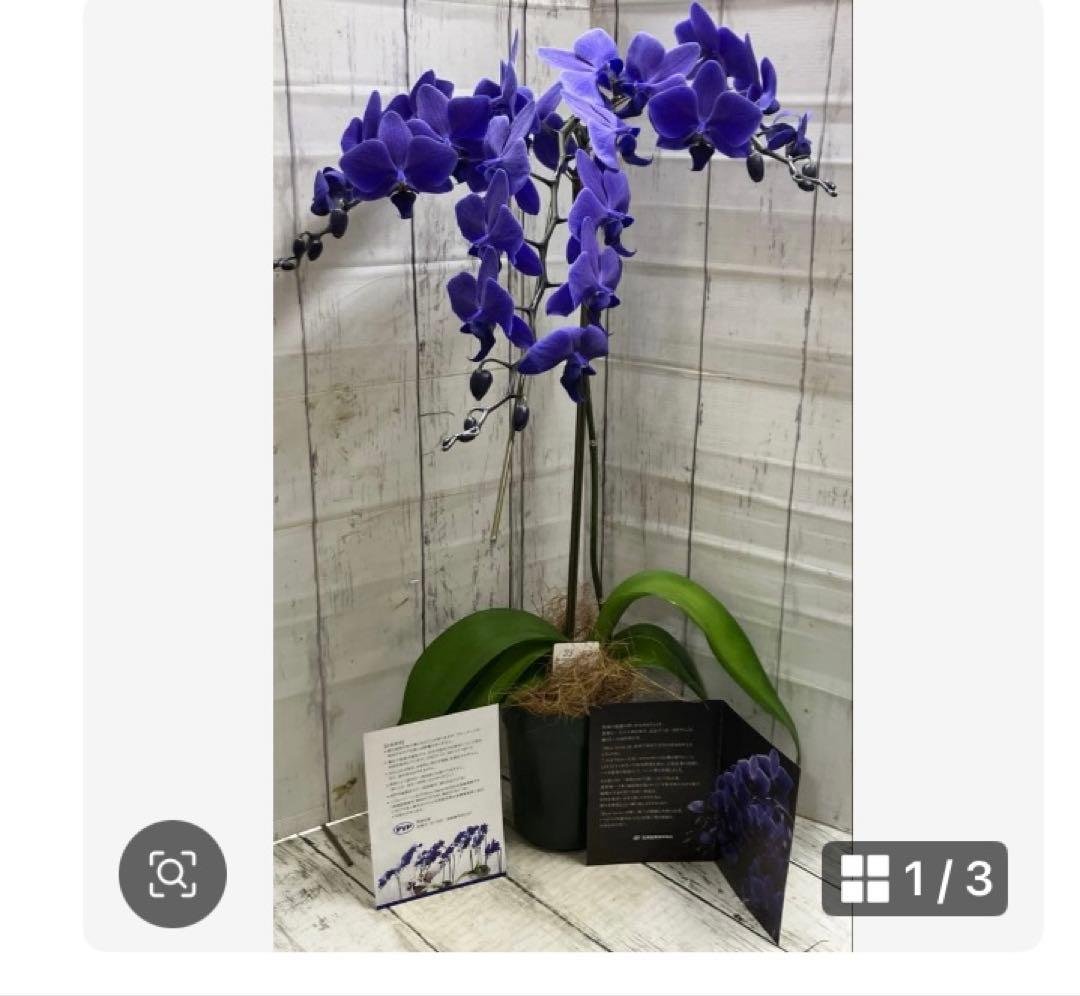 ④正規品　希少品種　胡蝶蘭　コチョウラン　ファレノプシス　ブルージーン　パープル