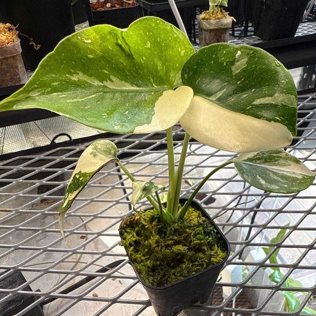 や*す様 極上 モンステラ メデューサ