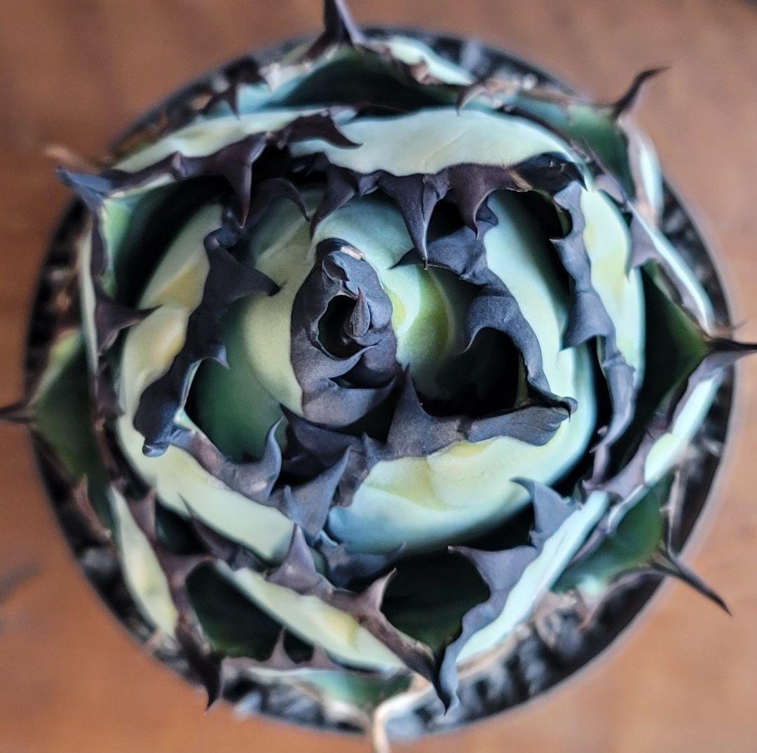 【龍皆歡さま専用】ブラック&ブルー　BB 　標本株