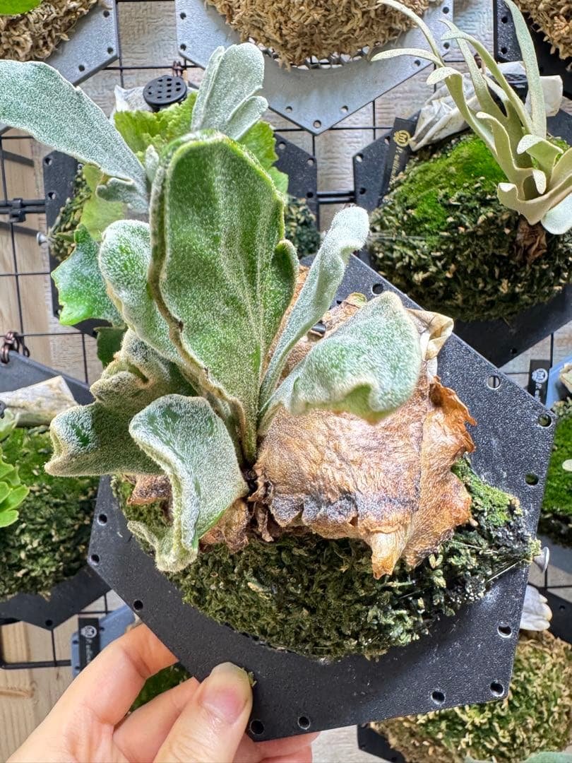 ビカクシダ kin-norn spore thick leaf#2 pup