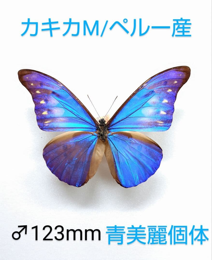 カキカモルフォ♂標本★ブルー美麗 123mm ★ペルー産