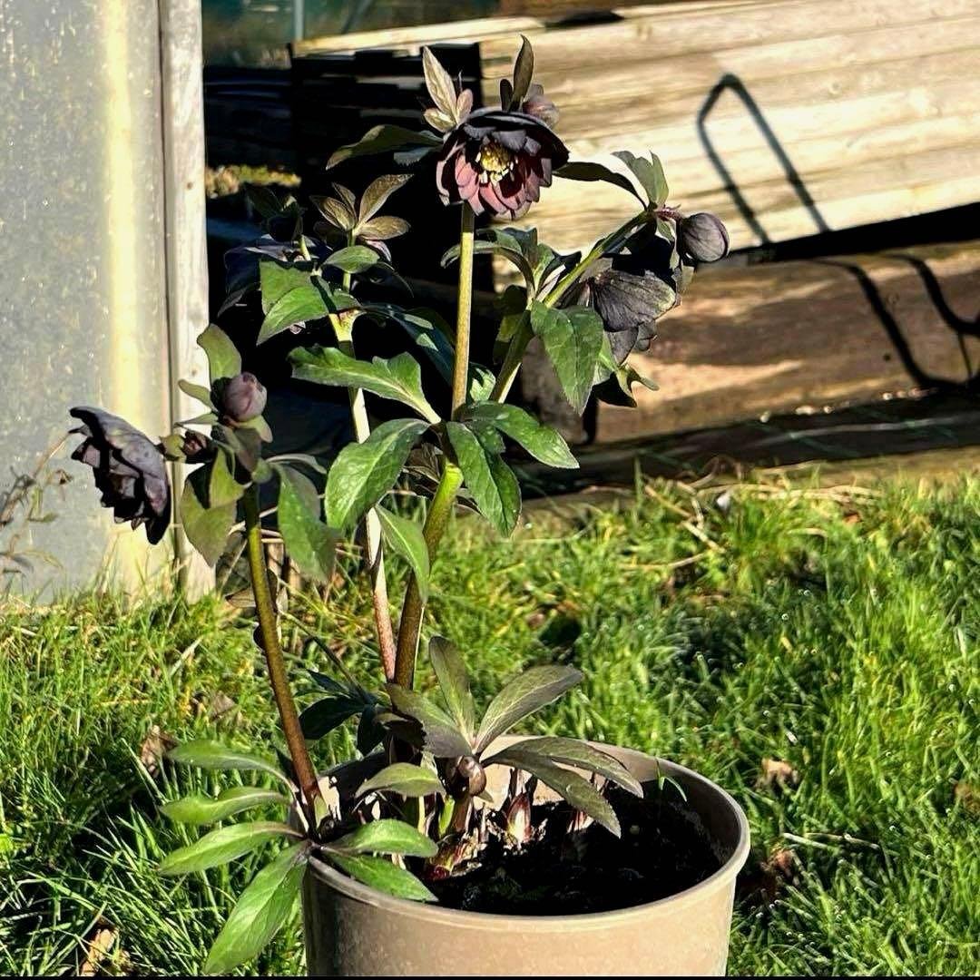 の*ん様 ☘️極上☘️蕾付き☘️タグ付き☘️3385⭐️TINKERBELL H