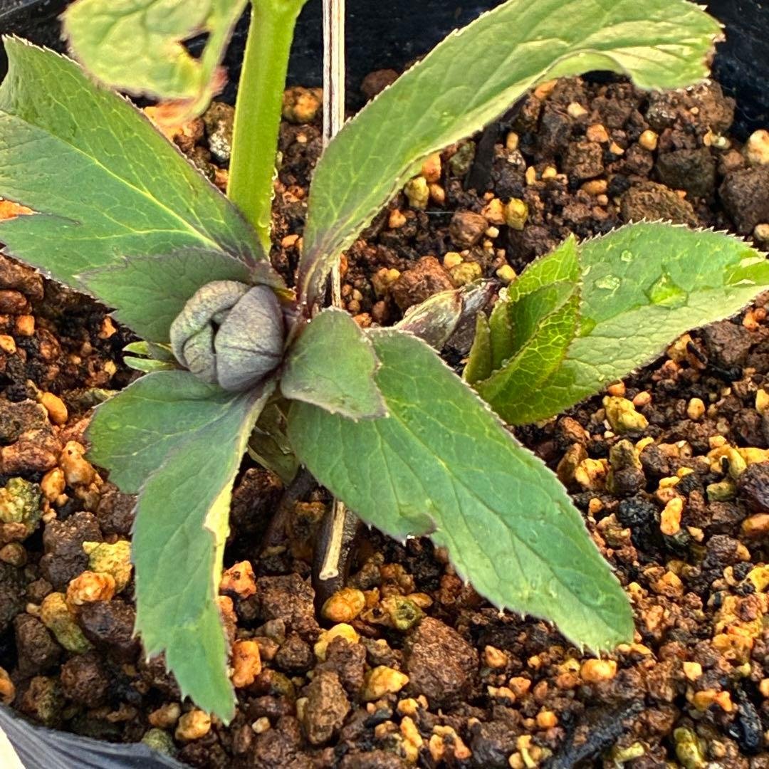 の*ん様 ☘️極上☘️蕾付き☘️タグ付き☘️3385⭐️TINKERBELL H