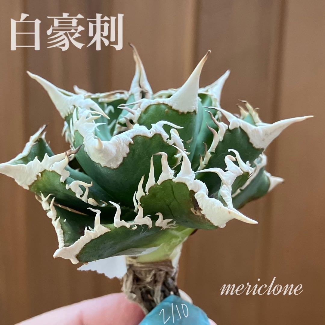 J*J様 【オークション】13 ラスト1株　優秀　アガべ　白豪刺　白豪棘　TC
