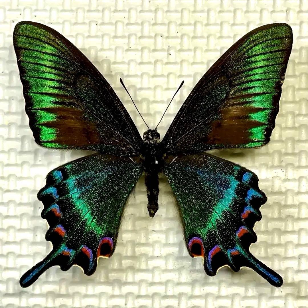 蝶標本　北海道産ミヤマカラスアゲハ春型♂ 採集品　後翅鮮やかな紅色三日月紋　珍品