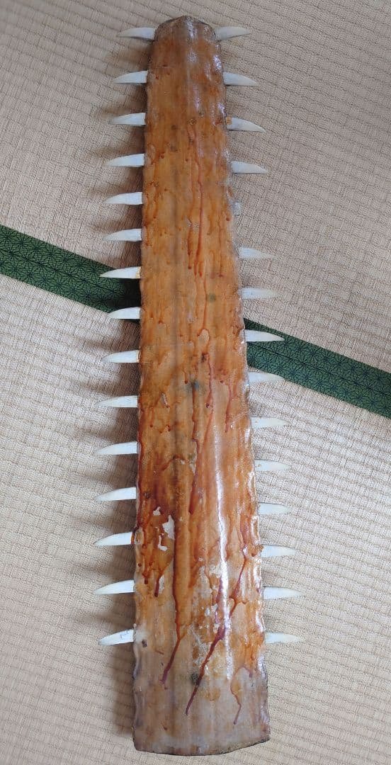 ノコギリザメ標本用 約95cm