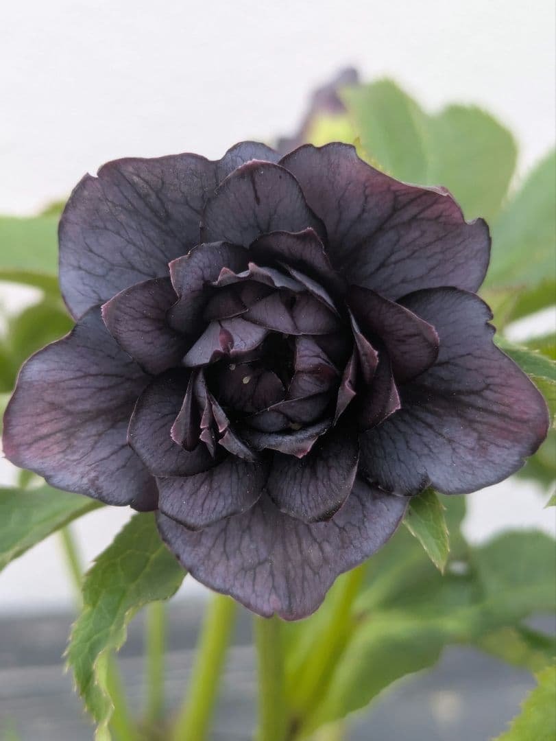 【一点物】広瀬園芸 クリスマスローズ スモーキーブラック 激シブベイン ダブル