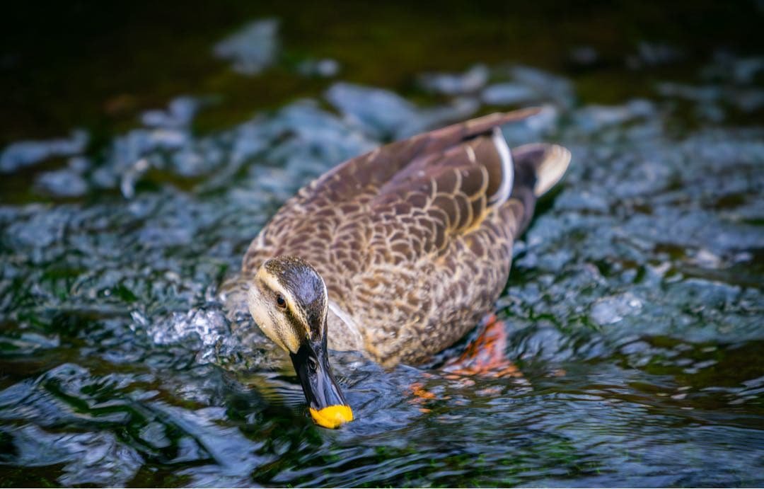 NIKKOR Z 24-120 f/4 S 美品