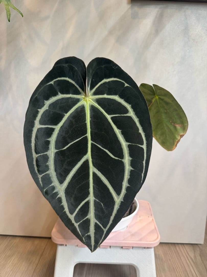 アンスリウム　カーラブラッキー　大株