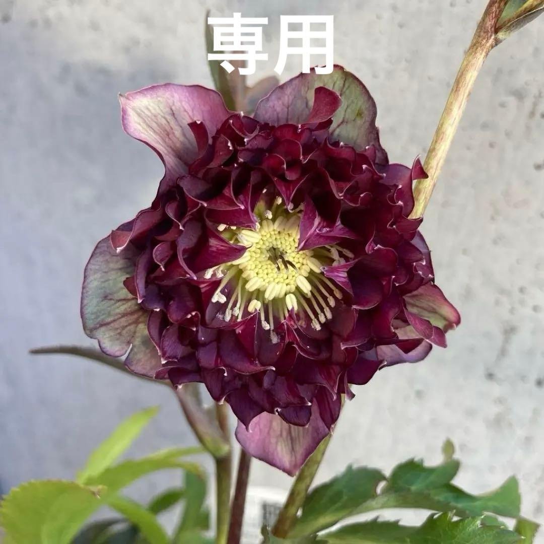 クリスマスローズ　開花株　4.5寸 　広瀬園芸　MIYABIです。