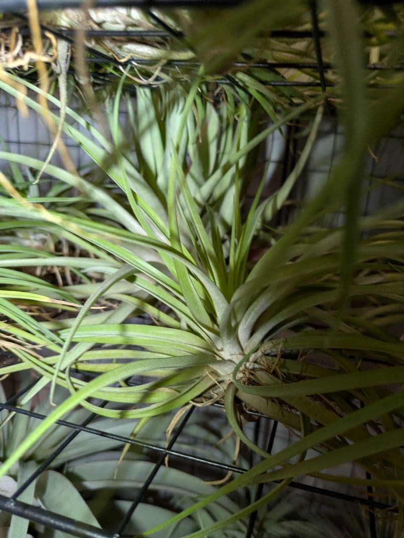 塚*龍様 ティランジア　エアプランツ　【100個〜まとめ売り】