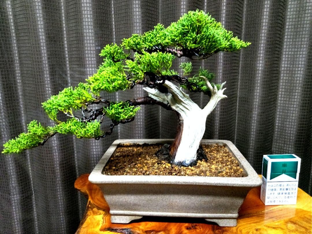 【貴風　糸魚川真柏盆栽】　　　　⭕幹太…新春セール❗ 　★1月末まで限定価格★