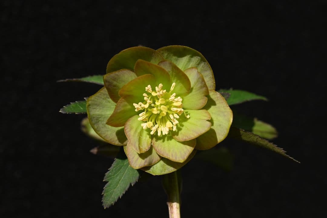 クリスマスローズ　珍品！Wild　Collectionマリアルーベンス　加藤農園