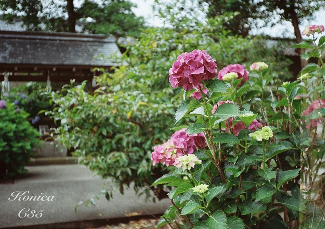 ★希少・完動品★konica c35★本革外装＊美品＊初期保証★フィルム入門に！