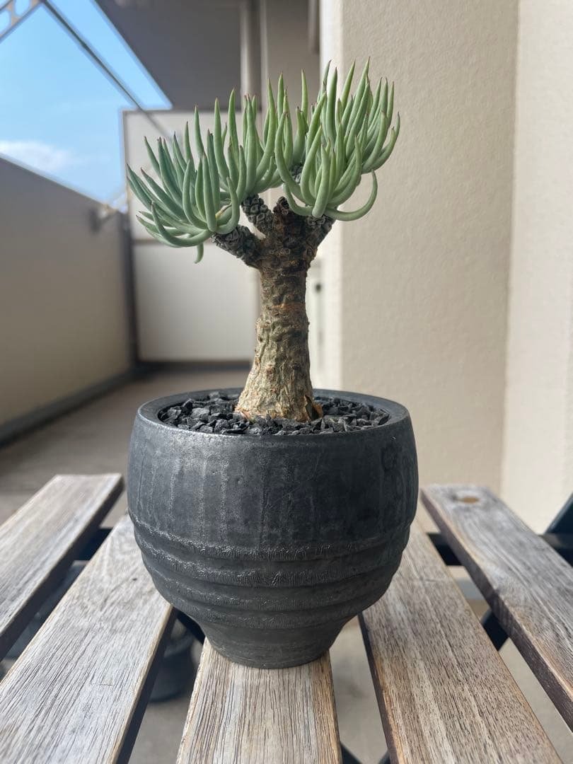 即日発送　チレコドン　ペアルソニー　実生　田中元将　作家鉢セット　3寸　冬型塊根