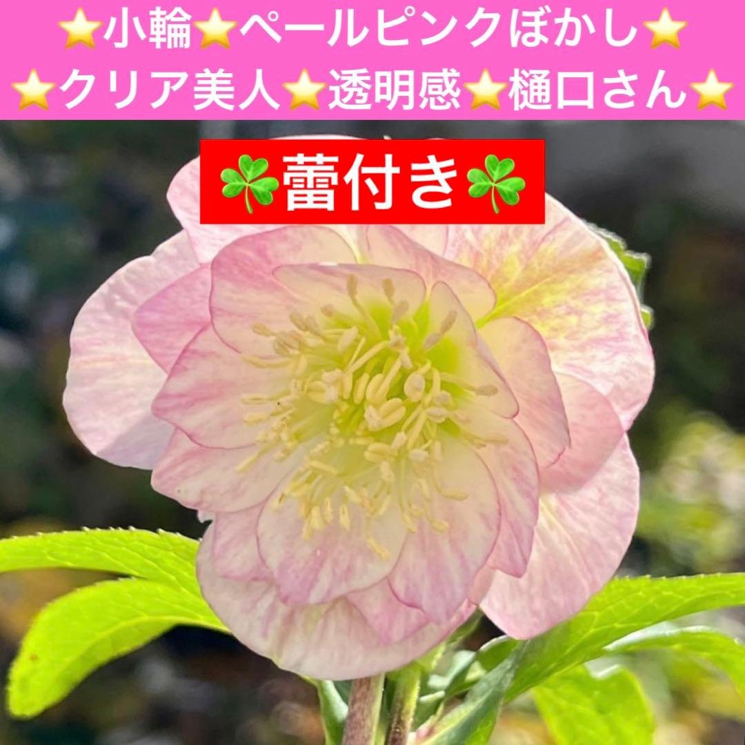 ヒ*イ様 ☘️蕾付き☘️3317⭐️小輪⭐️ペールピンクぼかし⭐️クリア美人⭐️