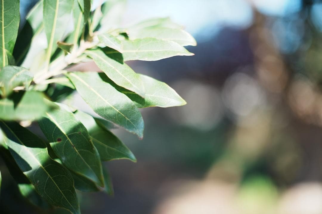 【整備＆テスト済】Canon FD 50mm F1.4 S.S.C 475