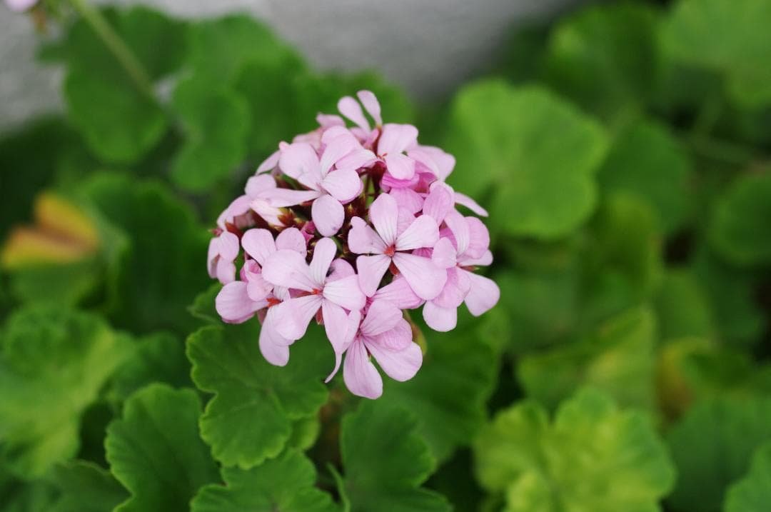 SMC Pentax-FA 50mm F2.8 Macro レンズ #7549