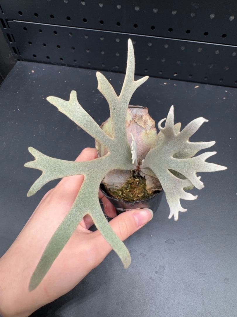 【平凡之鹿】YMDS Totoro HHRナーセリータグ付け #074