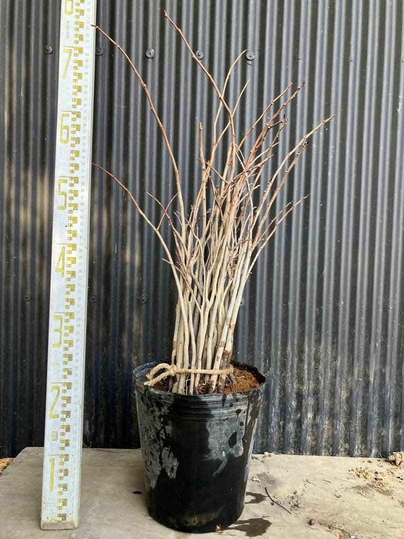 実生　ポポー　35本　接木　台木