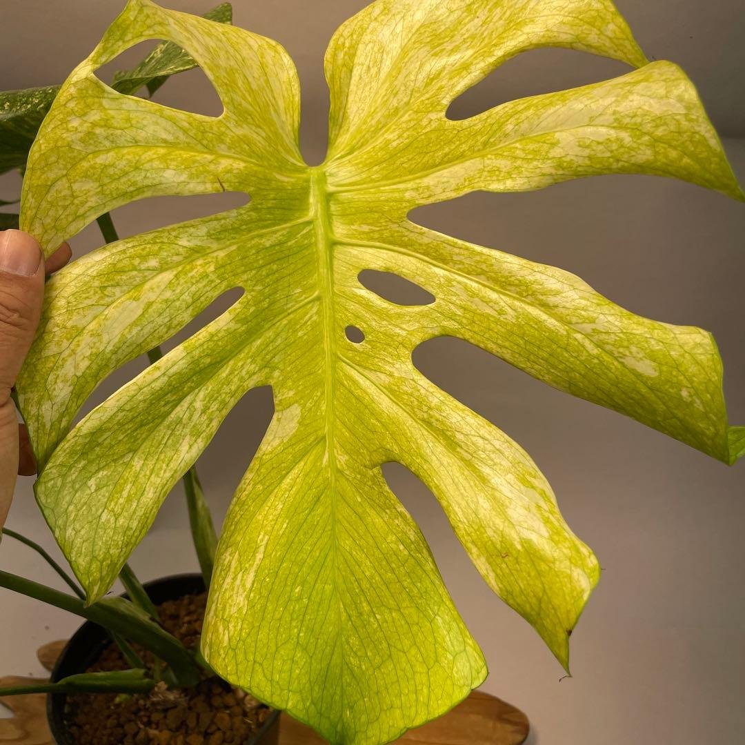 ち*か様 L030 大株　ホワイトモンスター 天津蘭 モンステラ斑入り　デリシオ