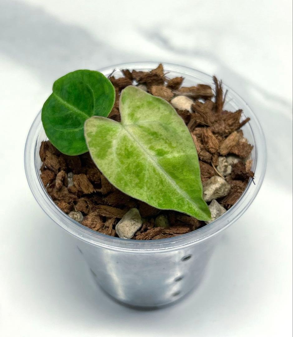 【レア】 アンスリウム　クリスタリナム　ミント　斑入り