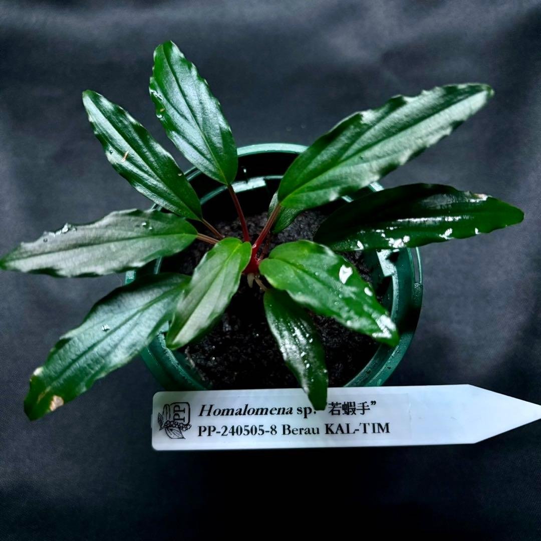 ホマロメナ sp.若蝦手　正規タグ付き